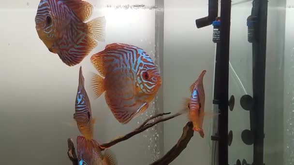 Akvarijní Ryby Tropické — Stock video