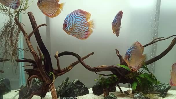 Acuario Con Peces Tropicales — Vídeo de stock