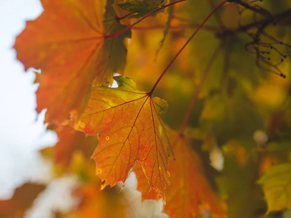 Herfstbladeren Het Bos — Stockfoto