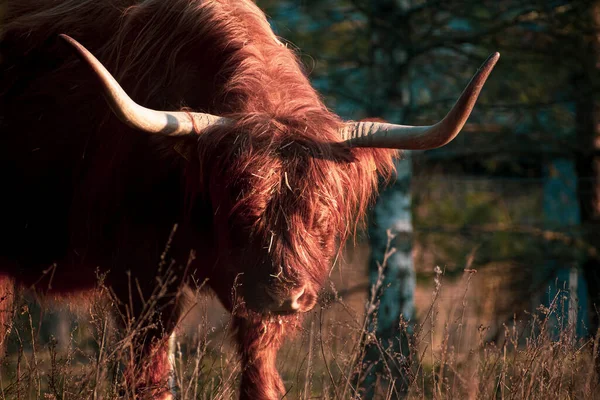 Plan Rapproché Une Vache Dans Champ — Photo