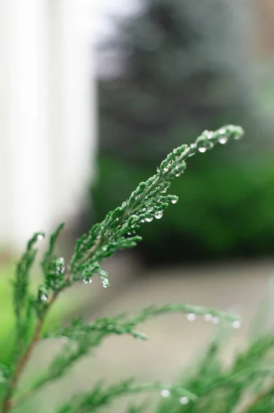 Green Grass Dew Drops Window — Stock Photo, Image