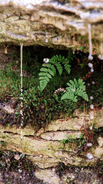 Yerde Yeşil Yosun — Stok fotoğraf