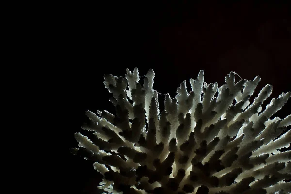 Красивий Морський Урчин Вночі — стокове фото