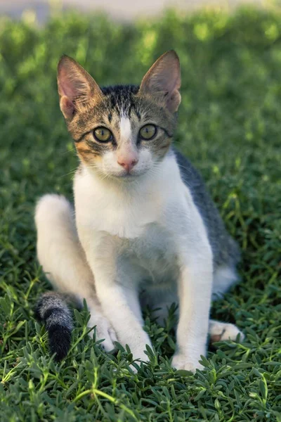 Gato Grama — Fotografia de Stock
