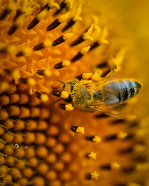 Pszczoła Nasiona Słonecznika — Zdjęcie stockowe