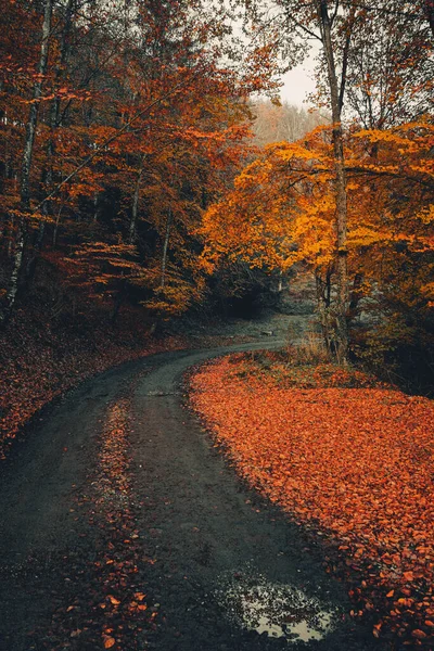 Herbstwald Mit Bäumen Und Blättern — Stockfoto