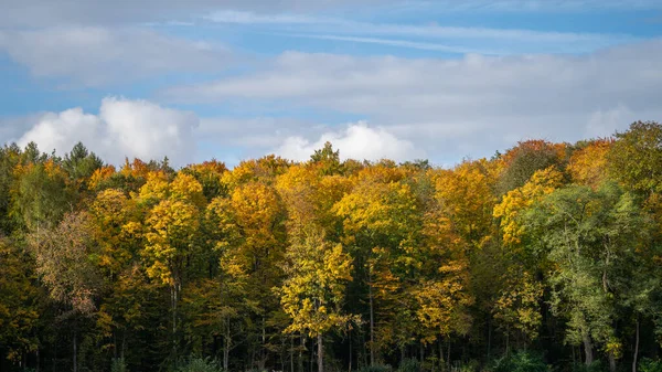 木々や緑の葉を持つ秋の風景 — ストック写真