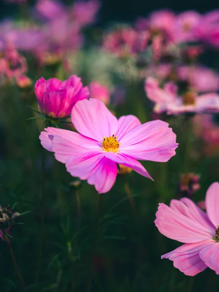 庭の美しいコスモスの花 — ストック写真