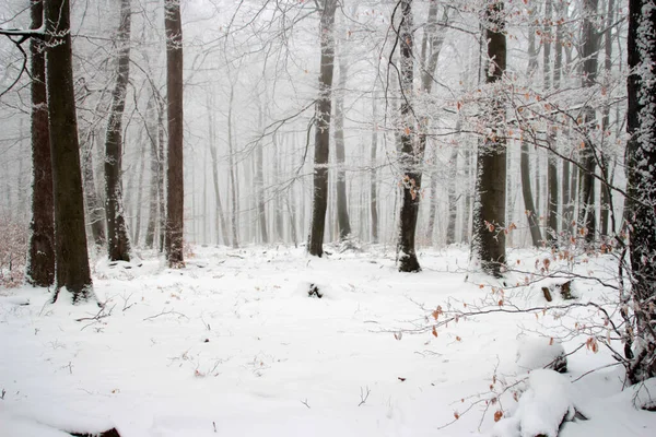 Зимний Лес Снегу — стоковое фото