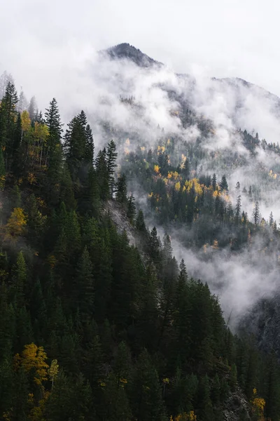 Hermoso Paisaje Con Árboles Niebla — Foto de Stock