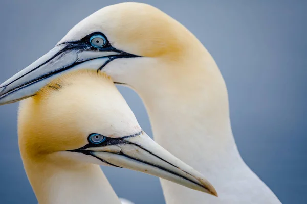 Vista Panorámica Hermosas Aves Naturaleza —  Fotos de Stock