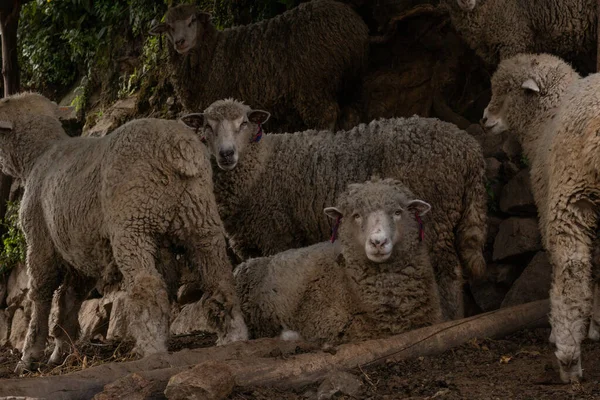Owce Gospodarstwie — Zdjęcie stockowe