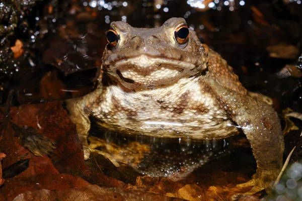 Grenouille Dans Eau — Photo