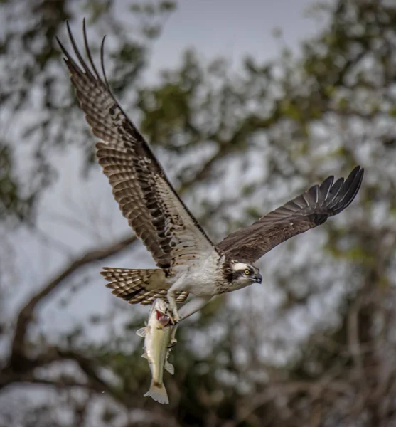 Ein Weißkopfseeadler Fliegt Den Himmel — Stockfoto