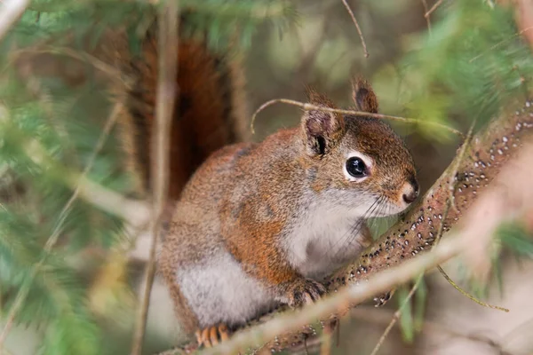 森林里一只可爱松鼠的特写镜头 — 图库照片