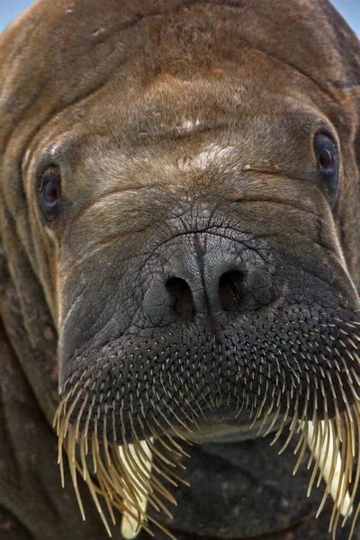 Close Van Een Witte Buik Mannelijke Zeehond — Stockfoto