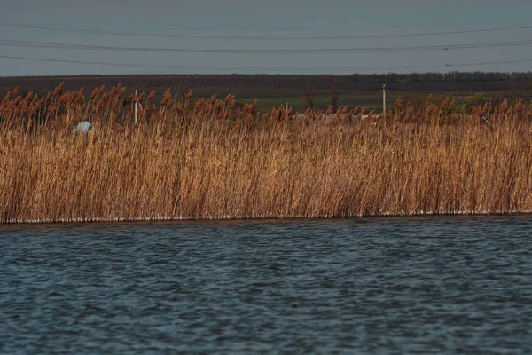Reeds Lake Water Countryside Nature — Stockfoto