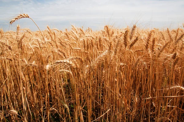Kırsaldaki Altın Buğday Tarlası — Stok fotoğraf