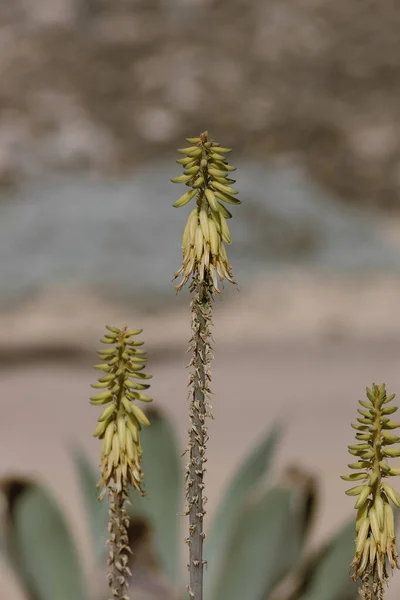 Gros Plan Une Plante Dans Jardin — Photo