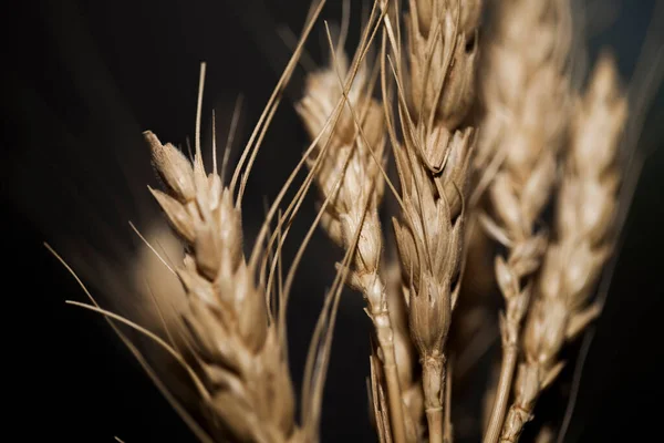Pšeničné Uši Žito Tmavém Pozadí — Stock fotografie