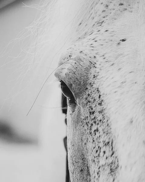 白い馬の近くに — ストック写真
