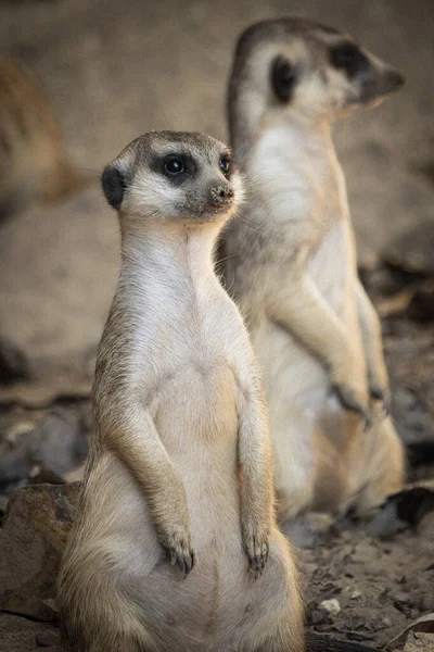 Close Cute Meerkat — Stock Photo, Image