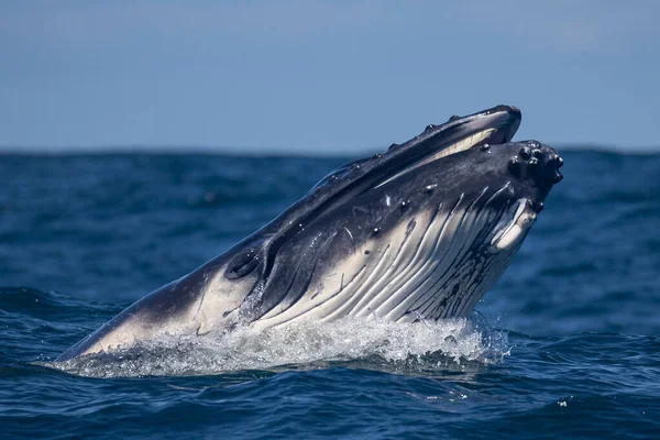 海のザトウクジラ — ストック写真