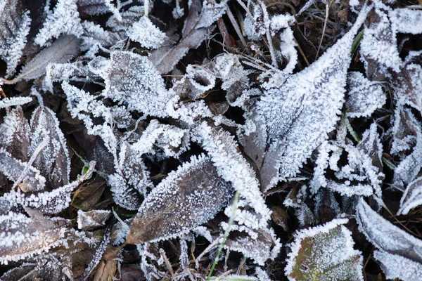 雪に覆われた木々の美しい冬の風景 — ストック写真