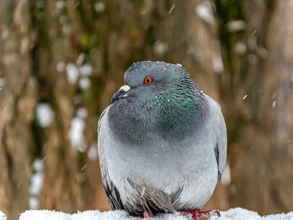 Close Pigeon Winter — Stok fotoğraf