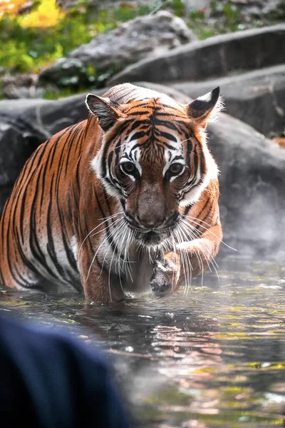 Tiger Vattnet — Stockfoto