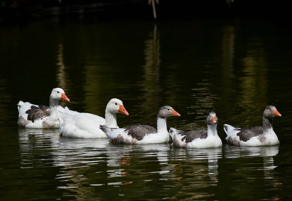 Buenos Aires Halk Parkındaki Vahşi Doğada Yaşayan Yerli Kaz Anser — Stok fotoğraf