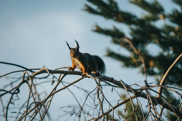 Rotes Eichhörnchen Wald — Stockfoto