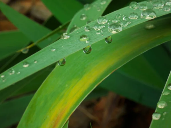 背景がぼやけている緑の葉の雨滴の素敵な写真 — ストック写真