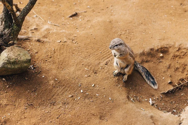 Meerkat는 숲에서 — 스톡 사진