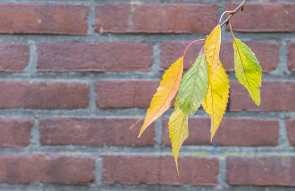 Осенние Листья Кирпичной Стене — стоковое фото