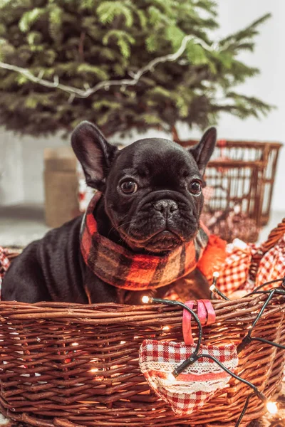 Chien Chiot Mignon Dans Chapeau Noël Sur Fond Mur Bois — Photo