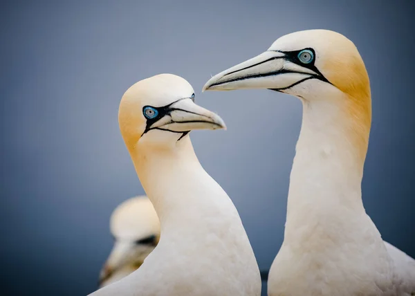 Vista Panorámica Hermosas Aves Naturaleza —  Fotos de Stock