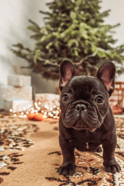 Niedlicher Mops Auf Der Straße — Stockfoto