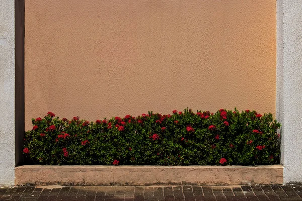 花や植物のある赤レンガの壁 — ストック写真