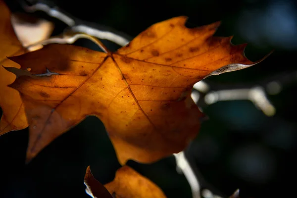 Herbst Blätter Herbst Jahreszeit Flora — Stockfoto