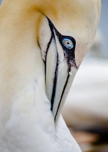 Retrato Belo Pássaro Branco — Fotografia de Stock