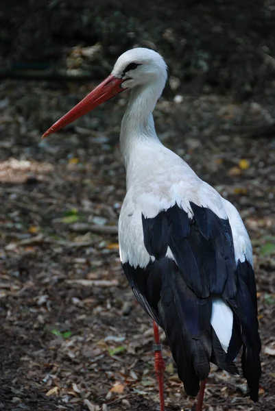 Cigogne Blanche Avec Bec — Photo