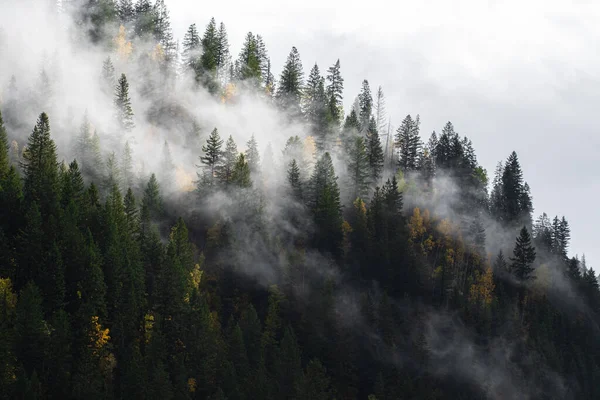 Bellissimo Paesaggio Con Alberi Nebbia — Foto Stock