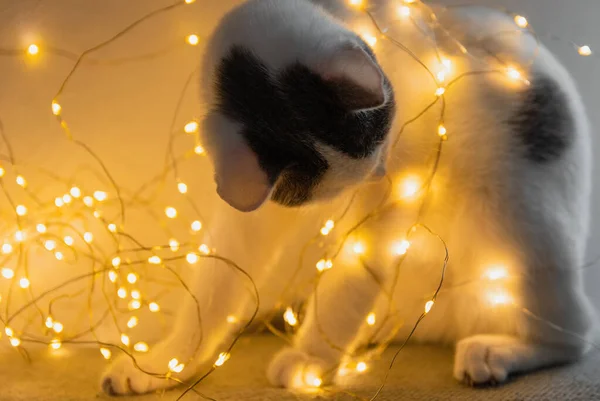 Niedliche Katze Mit Weihnachtsdekoration — Stockfoto