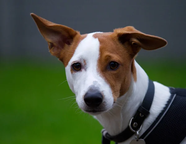 Jack Russell Τεριέ Σκυλί Πράσινο Φόντο — Φωτογραφία Αρχείου