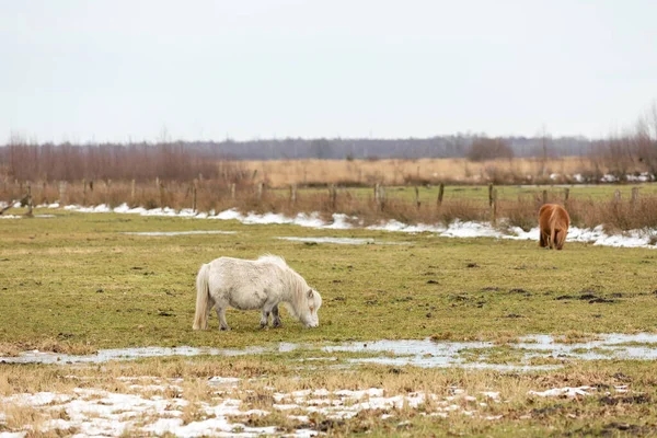 Poník Louce Zimě — Stock fotografie