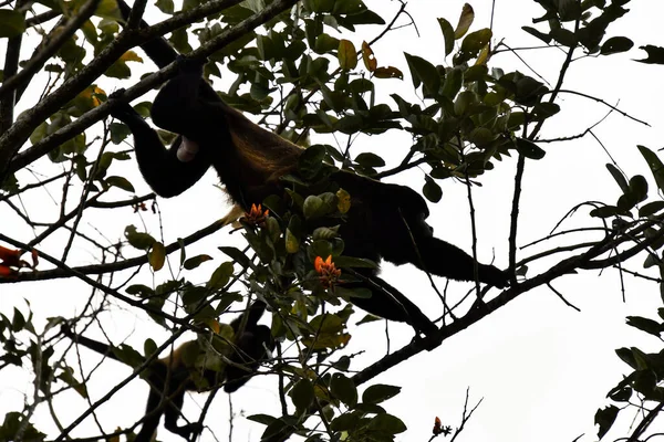 Uma Foto Preto Branco Uma Árvore Floresta — Fotografia de Stock