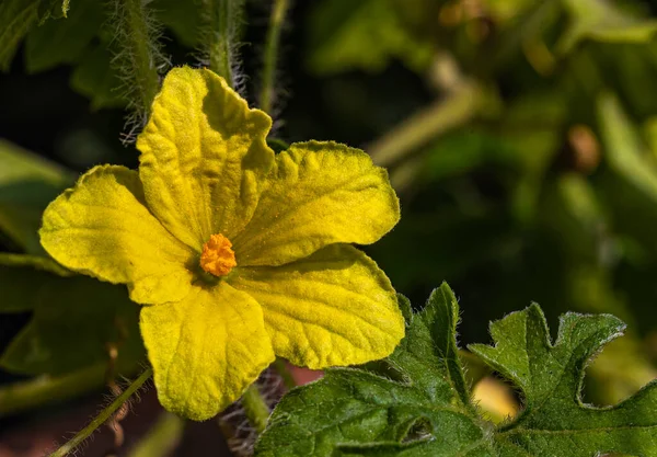 黄色いビターガードの花 — ストック写真