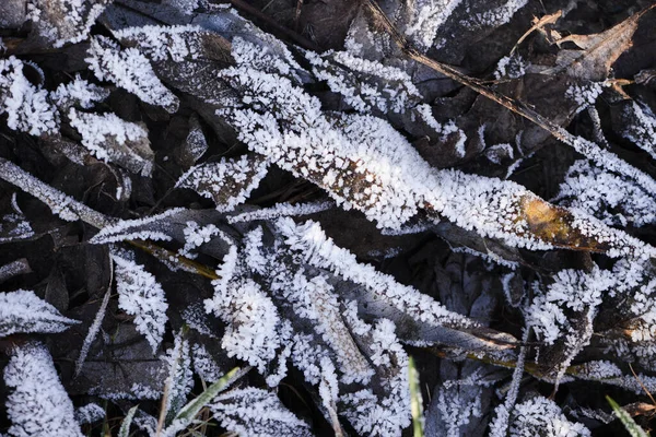 Gyönyörű Téli Táj Hóval Borított Fák — Stock Fotó