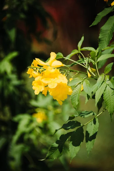 Kauniit Keltaiset Kukat Puutarhassa — kuvapankkivalokuva